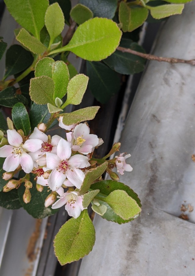 00100lrPORTRAIT_00100_BURST20200408124519266_COVER